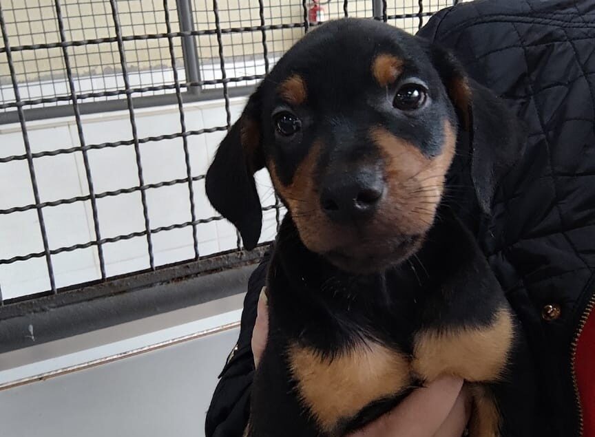 Feirinha de adoção neste sábado (17) busca família para cães