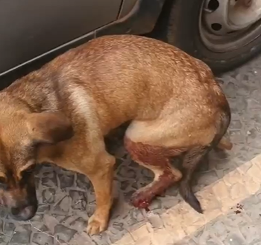 Policiais resgatam cadela vítima de maus-tratos no Setor Hoteleiro Sul