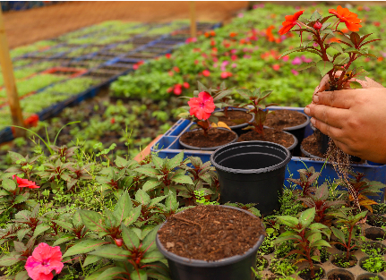 Quer trabalhar com jardinagem? Novacap oferece curso gratuito com aulas teóricas e práticas