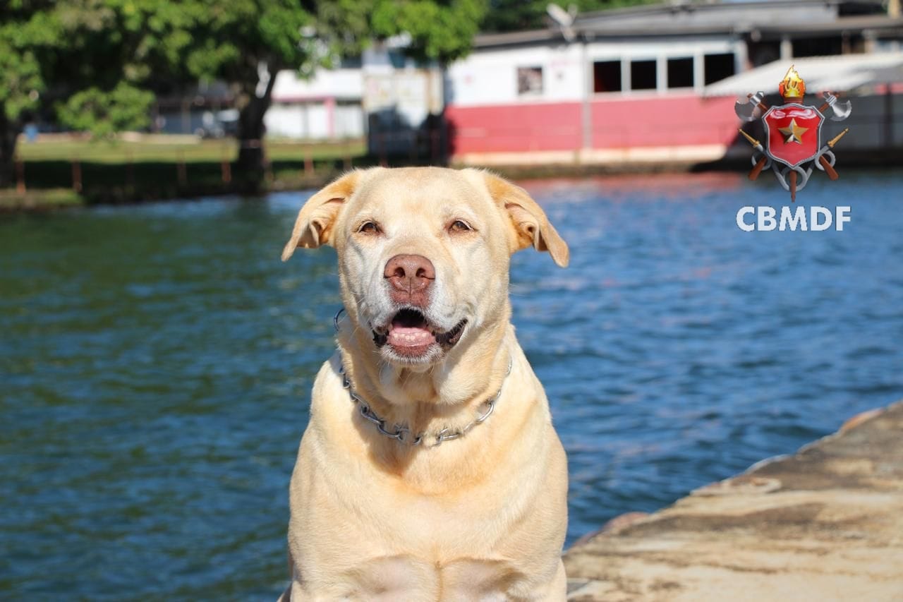 Herói de quatro patas: morre Thor, cão de resgate do Corpo de Bombeiros do DF