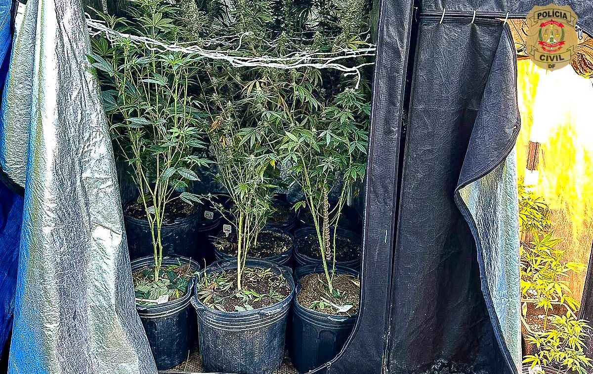 PCDF desmantela operação de cultivo de maconha em residência de alto padrão