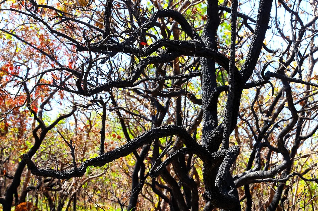 DF amplia prevenção a incêndios florestais com inteligência artificial