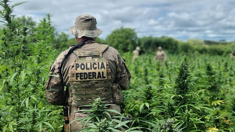 PF realiza erradicação de 434 mil pés de maconha