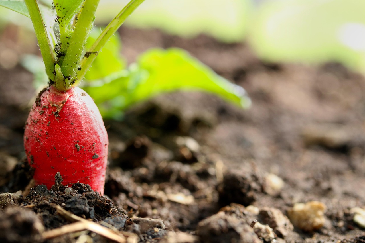Agricultura urbana, agrotóxicos e saúde no Distrito Federal é tema de seminário