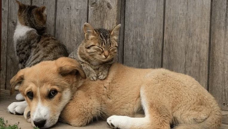Câmara Legislativa promove campanha de adoção de cães e gatos nesta terça (17)