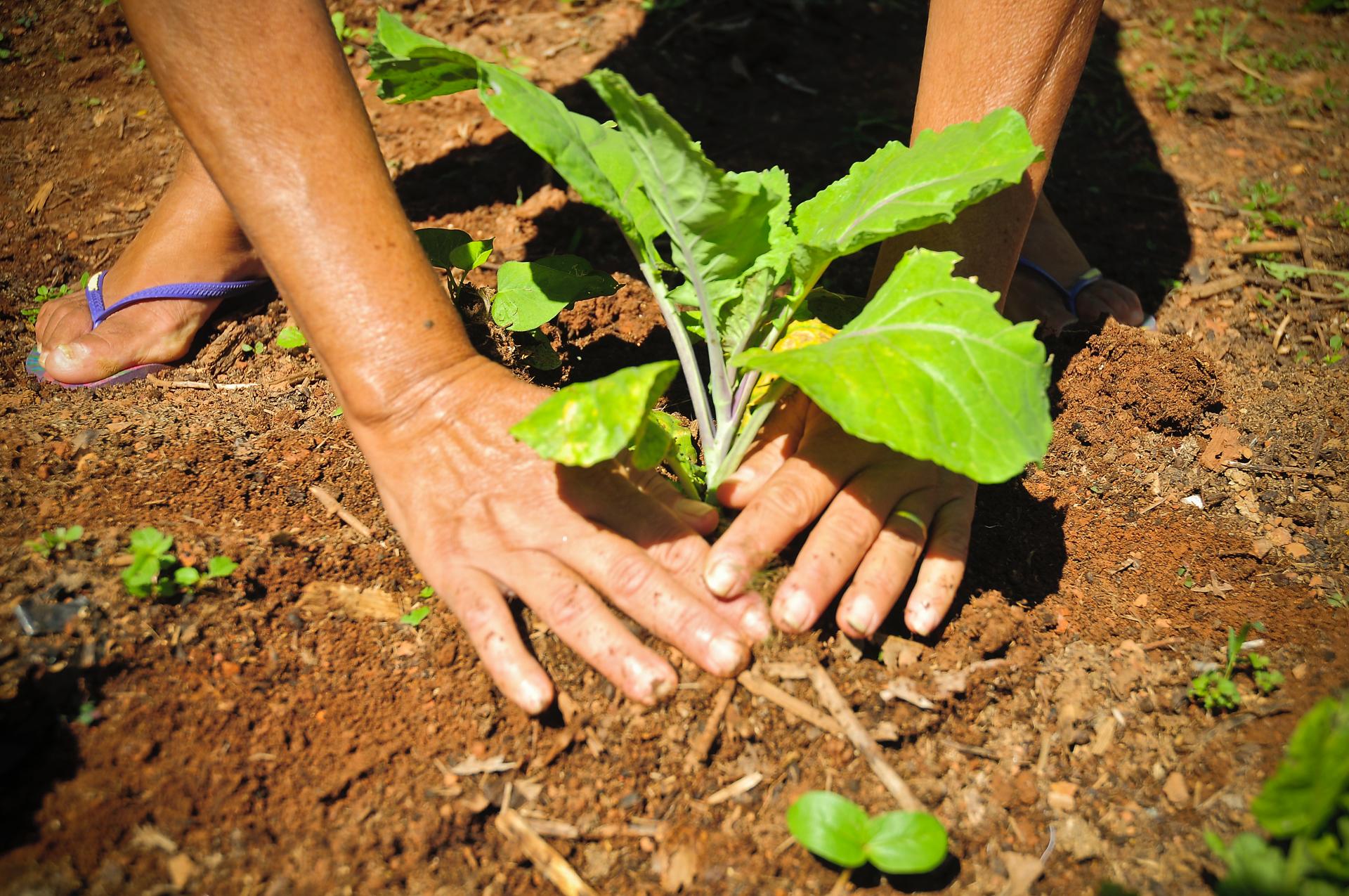 Semana do Meio Ambiente começa com criação de horta comunitária em Ceilândia