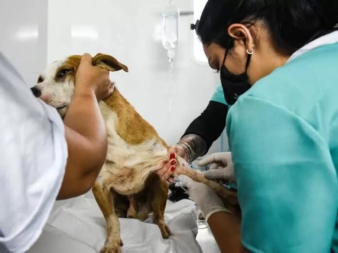 Programa oferece mil vagas para castração gratuita de cães e gatos em Taguatinga
