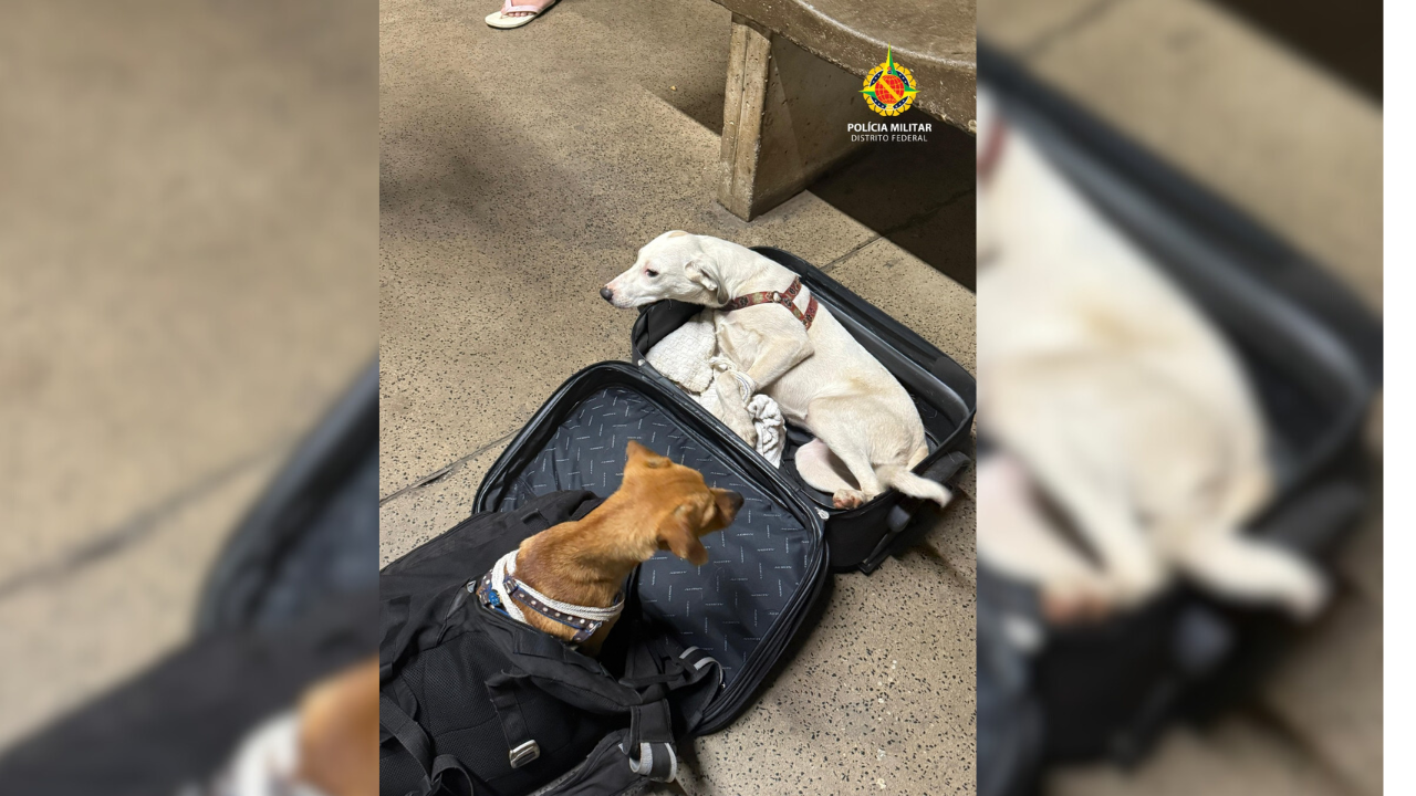Casal é preso por maus-tratos a cães na Rodoviária Interestadual de Brasília