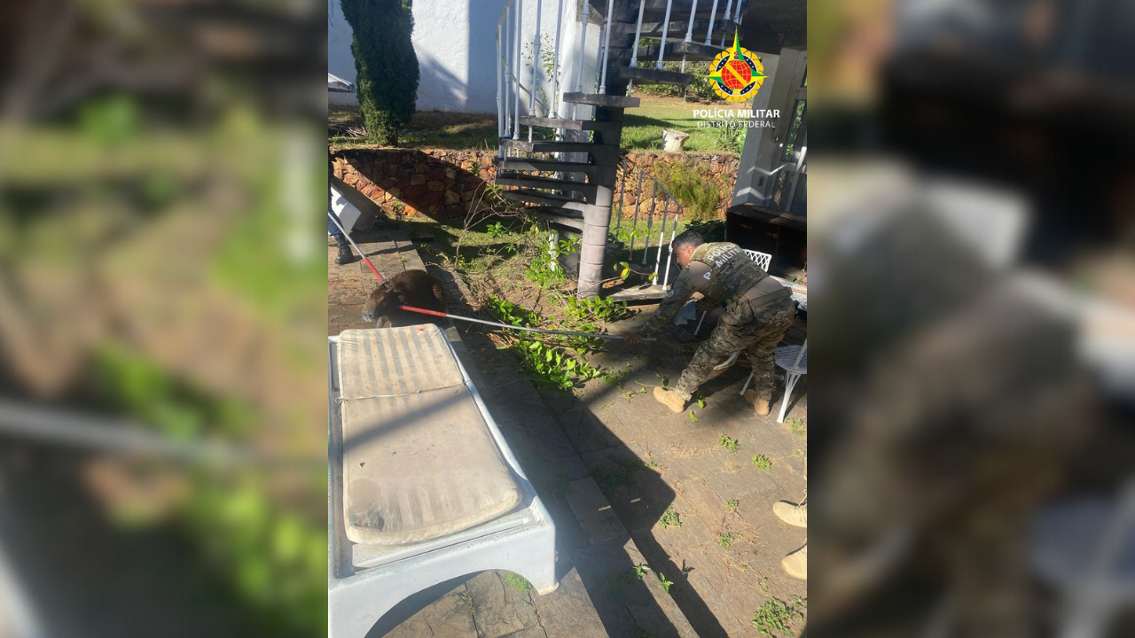 PMDF resgata seis capivaras em piscina de residência no Lago Sul