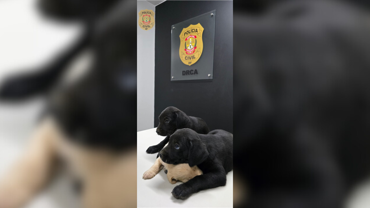 Polícia Civil identifica homem que abandonou filhotes em frente a escola na Ponte Alta do Gama